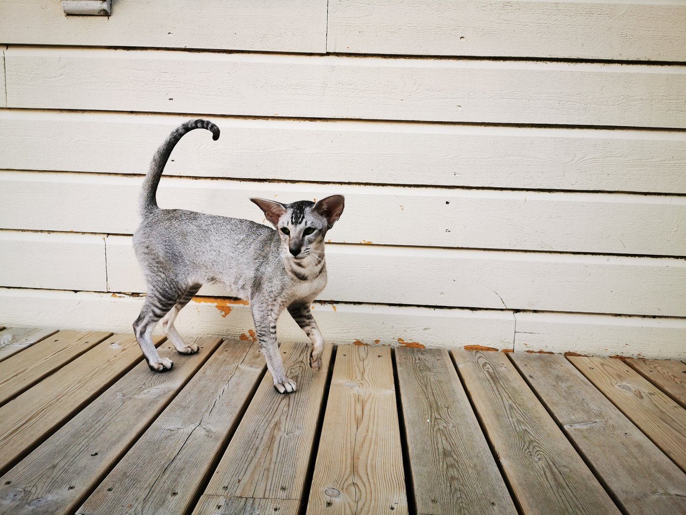Tabby point Siamese cat