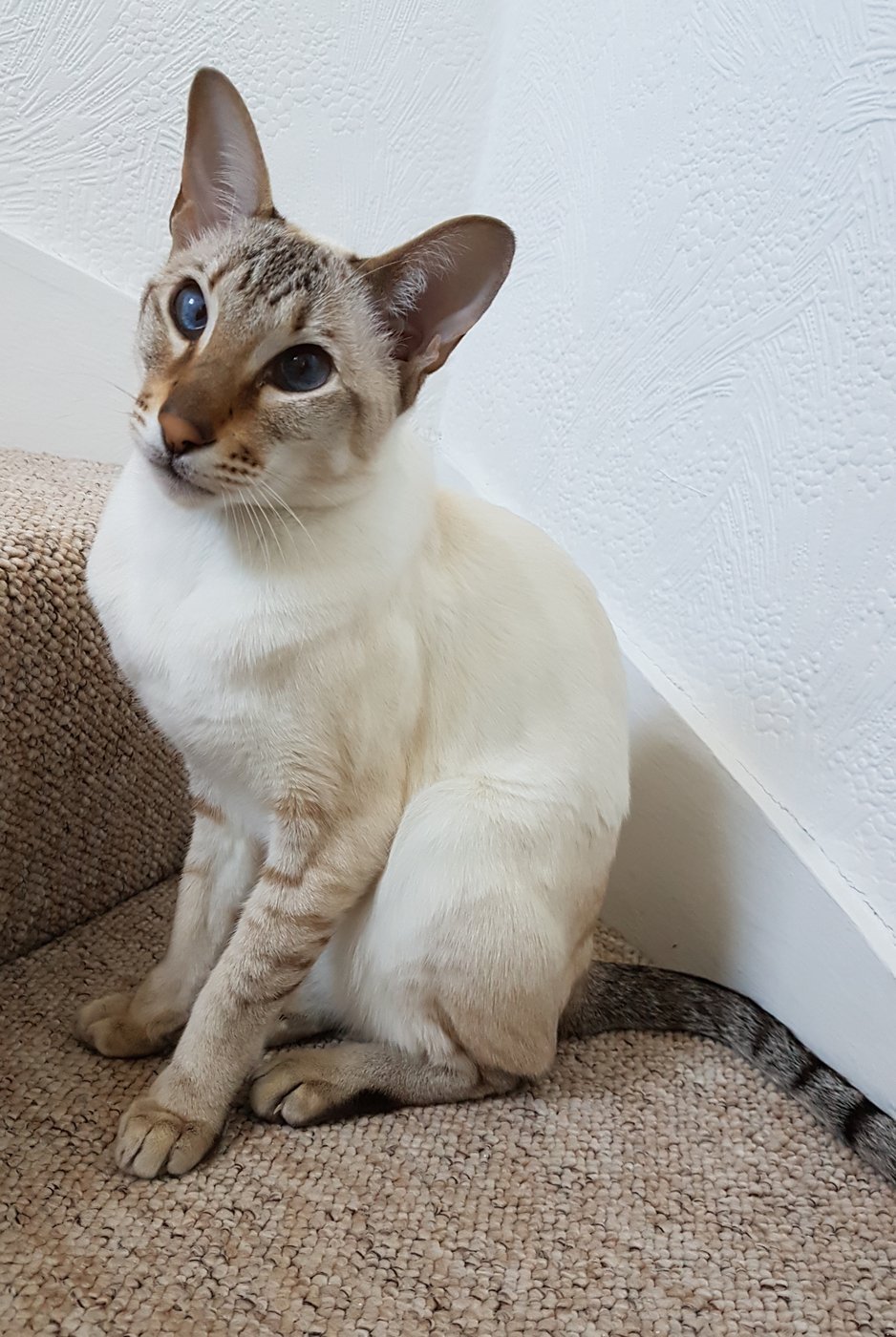 Tabby point Siamese cat