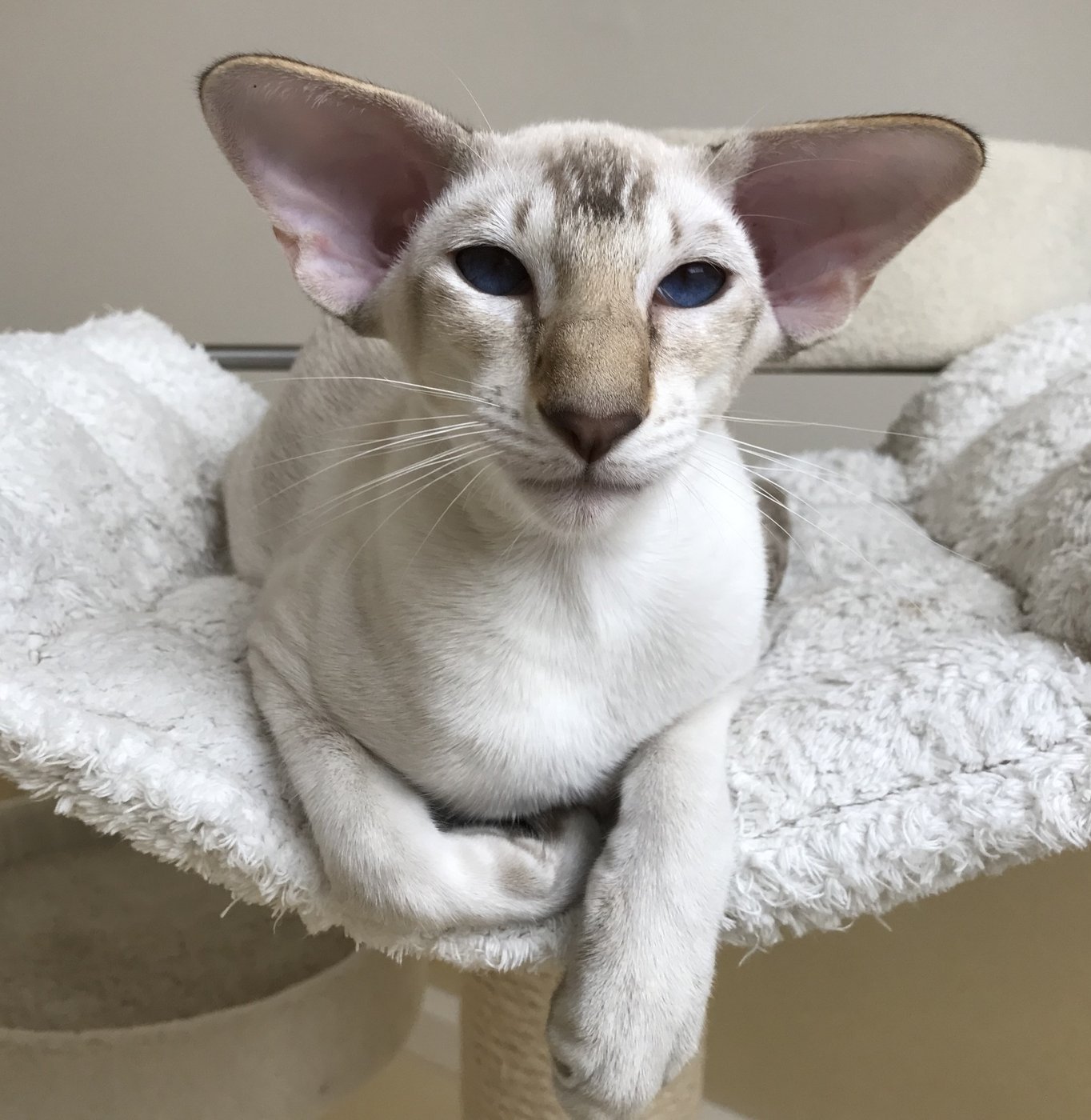 Tabby point Siamese cat