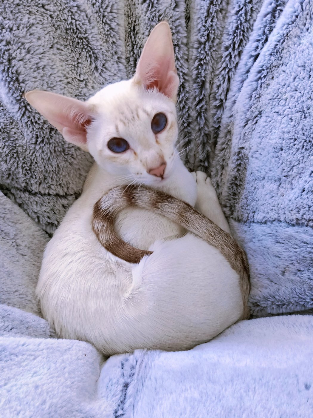 Tabby point Siamese cat