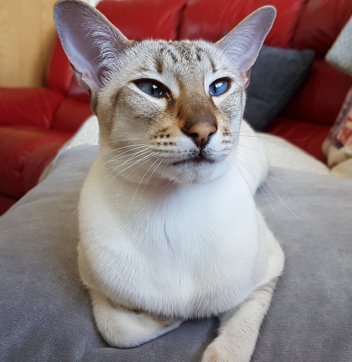 Tabby point Siamese cat