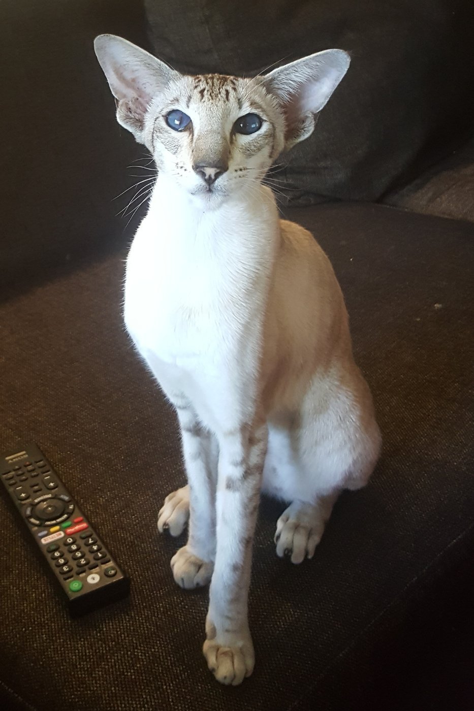Tabby point Siamese cat