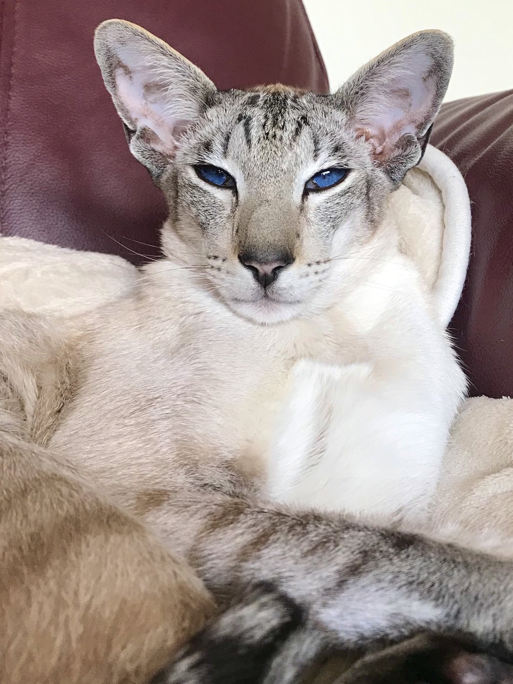 Tabby point Siamese cat