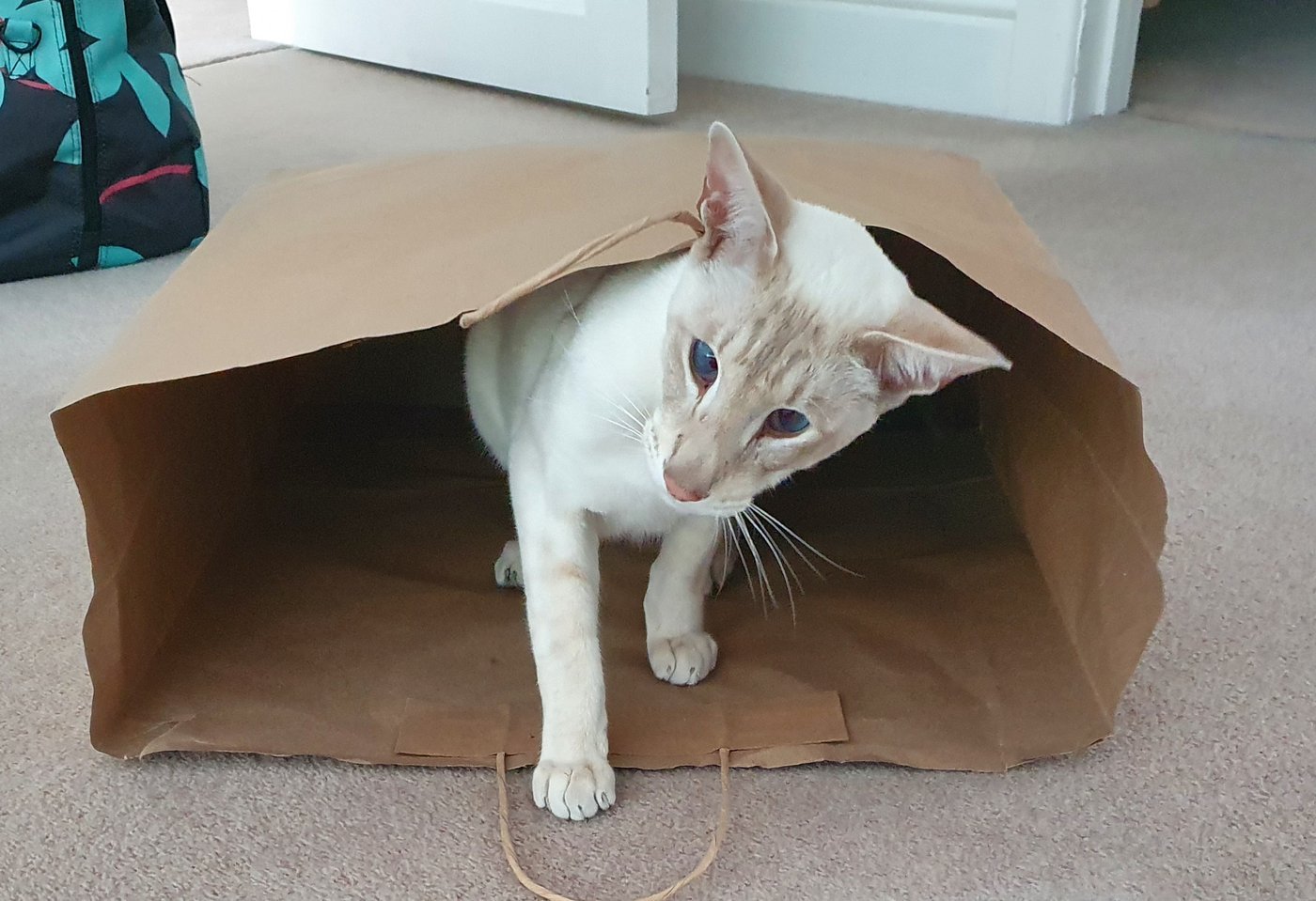 Tabby point Siamese cat