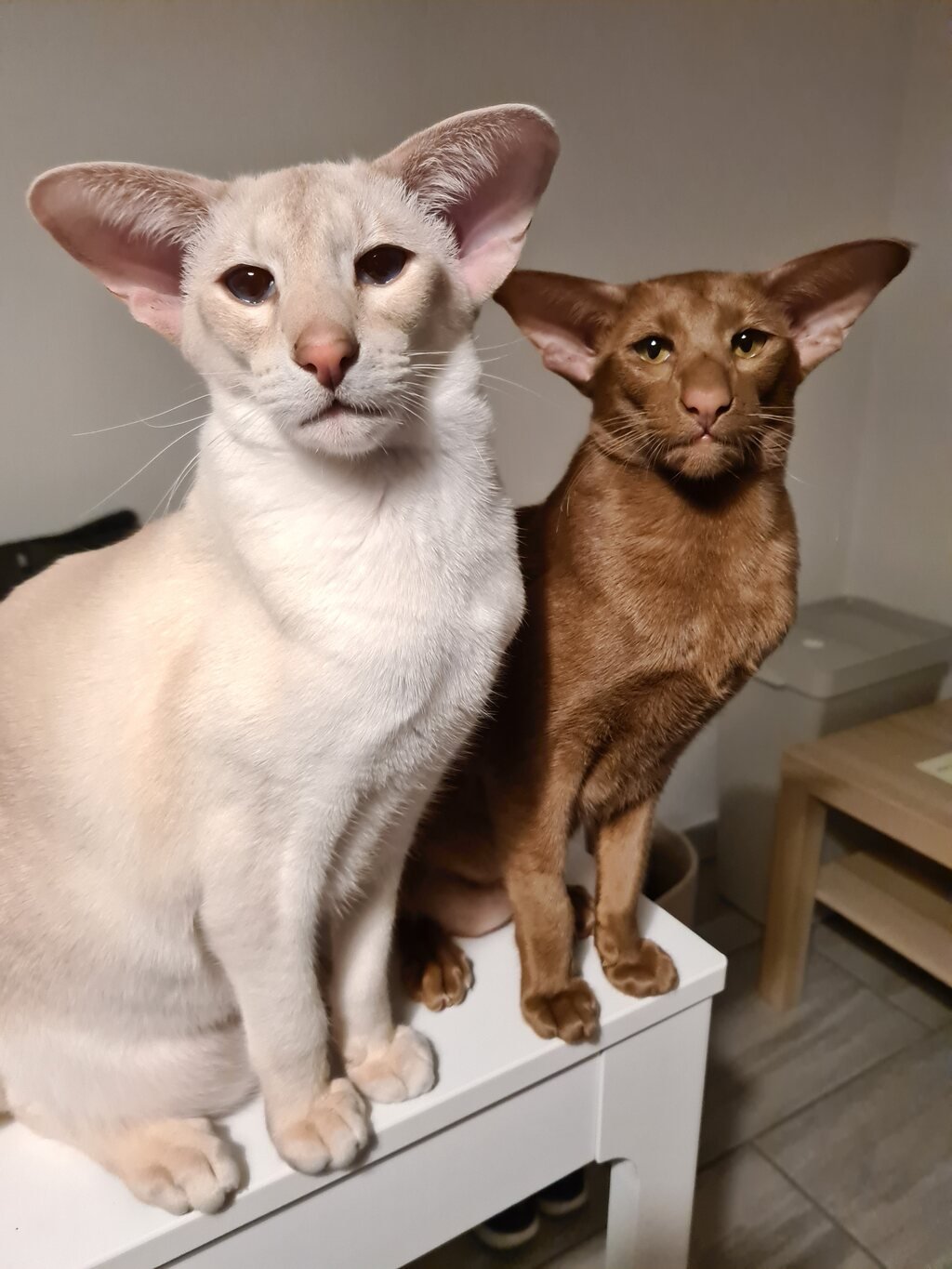 Two Siamese cats relaxing together at home