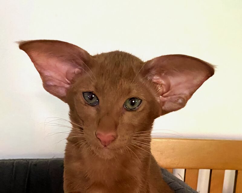 PRA in Siamese cats Siamese cat — PRA gradually affects the eyes and vision