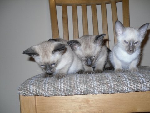 Socialising a Siamese kitten early Young chocolate point Siamese kitten being handled and socialised