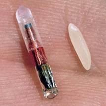 Cat microchip A cat microchip, about the size of a grain of rice