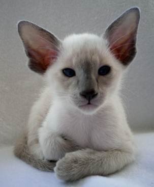 A cat's pedigree Example of a cat's pedigree document listing ancestry