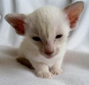 A kitten's pedigree A kitten's pedigree showing registered name and prefix