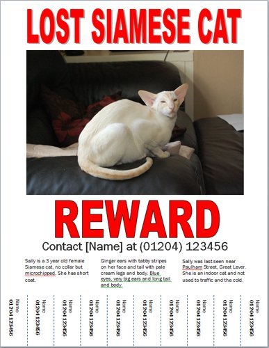 Missing cat poster example Example of a clear, effective missing cat poster layout